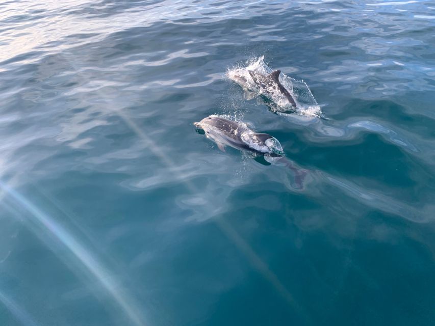 Marbella: Sailing & Dolphin Watching with Snacks and Drinks - Snacks, Drinks, and the Best Kind of Sea Time