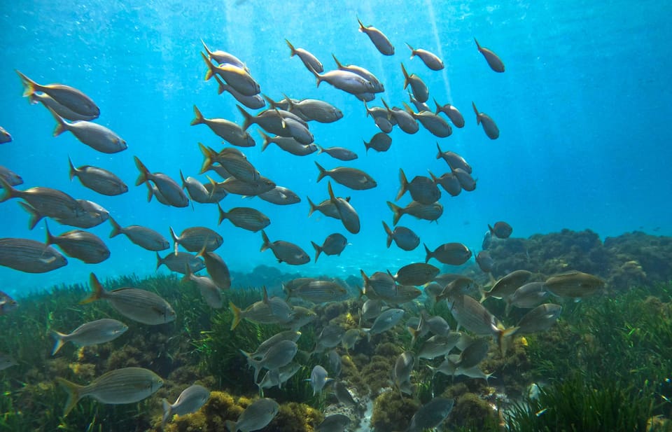 Nerja-Maro: Snorkeling & Sea Scooter Speedboat Trip - GoPro Photos and Videos: Getting Your Memories