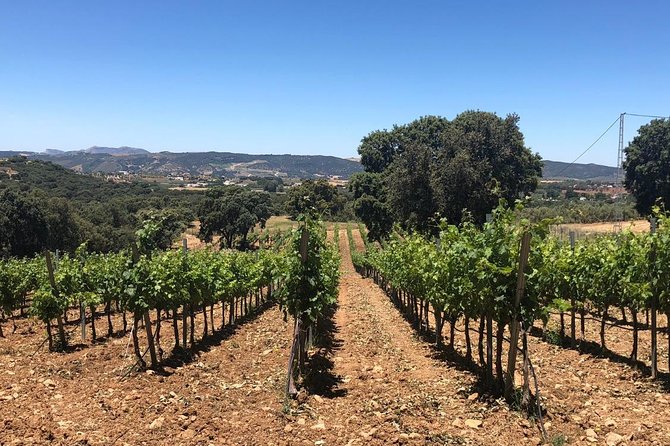 Ronda Day Tour and Winery Visits from Marbella - What Makes This Ronda and Winery Day Worth It