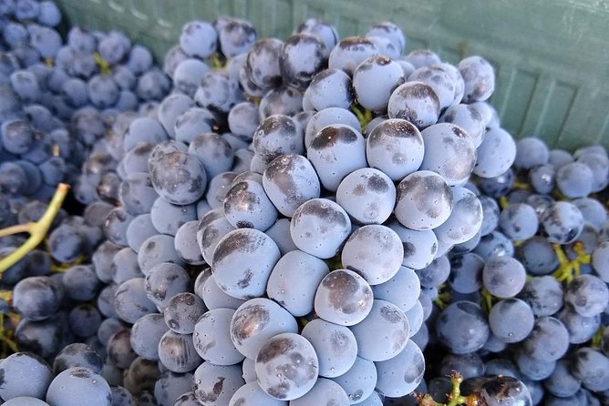 Ronda Day Tour and Winery Visits from Marbella - The Wine Education: WSET-Style Guidance That Keeps You Engaged