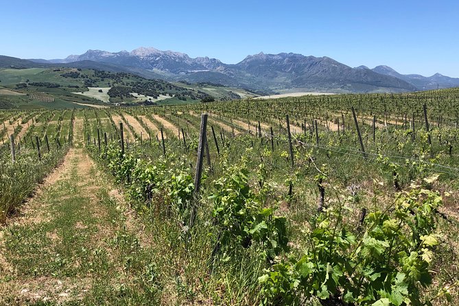 Ronda Day Tour and Winery Visits from Marbella - Timing and Driving Reality: A Full Day from Marbella