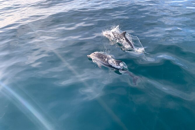 Sailing Adventure: Sailing, Dolphins and Relaxation with Drinks - Where This Dolphin Sail Leaves From (And Why That Matters)