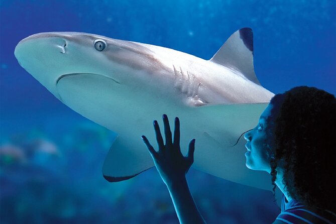 Sealife Benalmadena Entrance Ticket - Who should book this ticket, and who might be disappointed