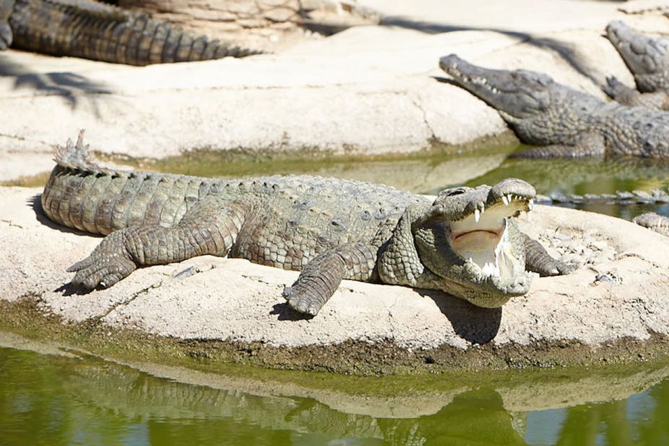 Torremolinos: Crocodile Park Entrance Ticket - Why Crocodile Park Torremolinos feels like a real experience, not just a stop
