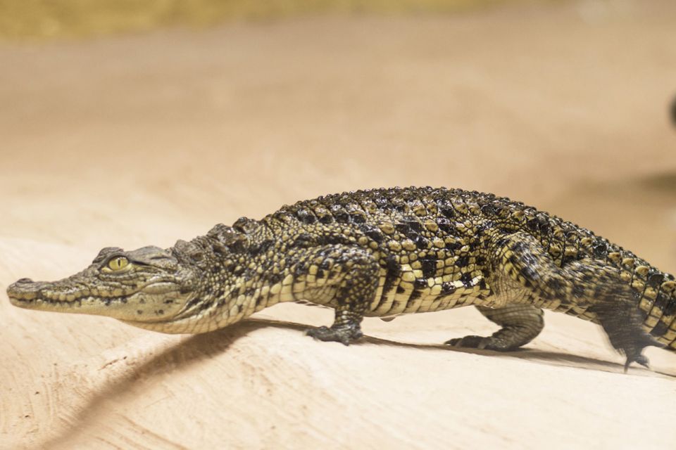 Torremolinos: Crocodile Park Entrance Ticket - Guided visits and live demonstrations: how the talks shape the experience