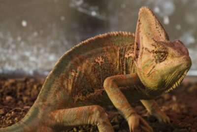 Torremolinos: Crocodile Park Entrance Ticket - What you’ll see inside: 200+ crocodiles and the safe-you-feel-close setup