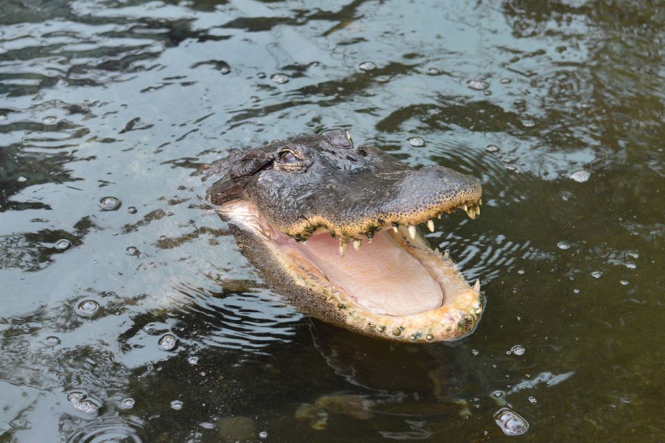 Torremolinos: Crocodile Park Entrance Ticket - Who this works best for (and who should choose a different plan)