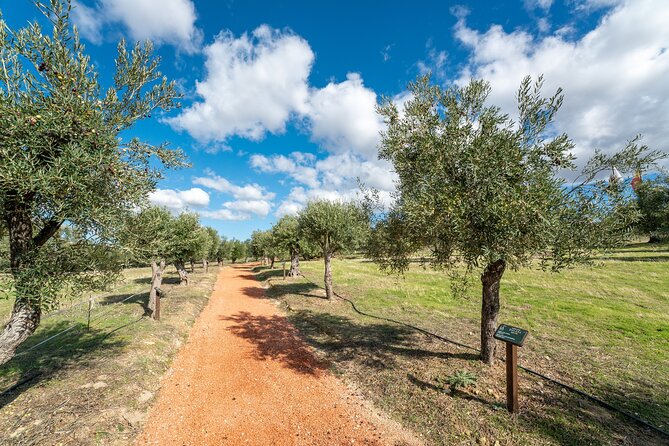 Visit Oil Mill Museum and Olive Oil Tasting in Ronda - The oil tasting: how the samples are taught