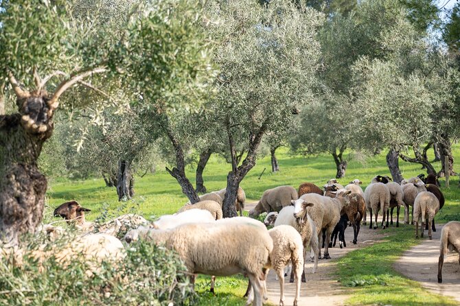 Visit Oil Mill Museum and Olive Oil Tasting in Ronda - Price and value: is $30.23 fair for this stop?