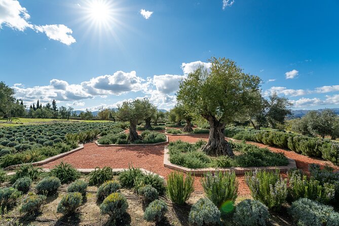 Visit Oil Mill Museum and Olive Oil Tasting in Ronda - The bottom line: should you book LA Organic in Ronda?
