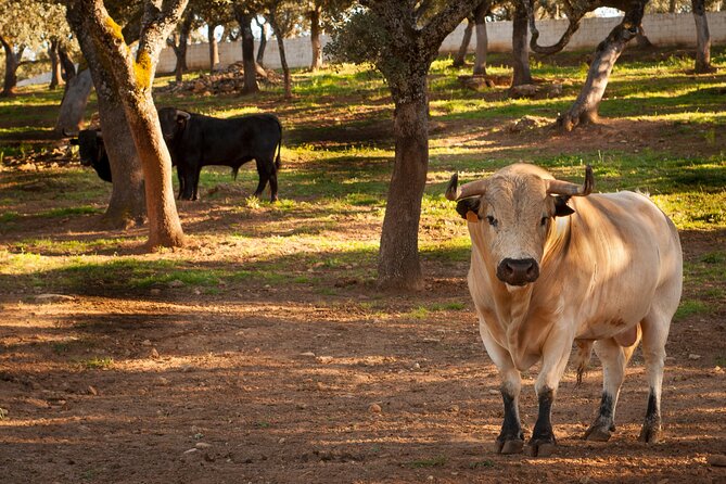 Visita Entre Toros y Caballos - Key Points Before You Go