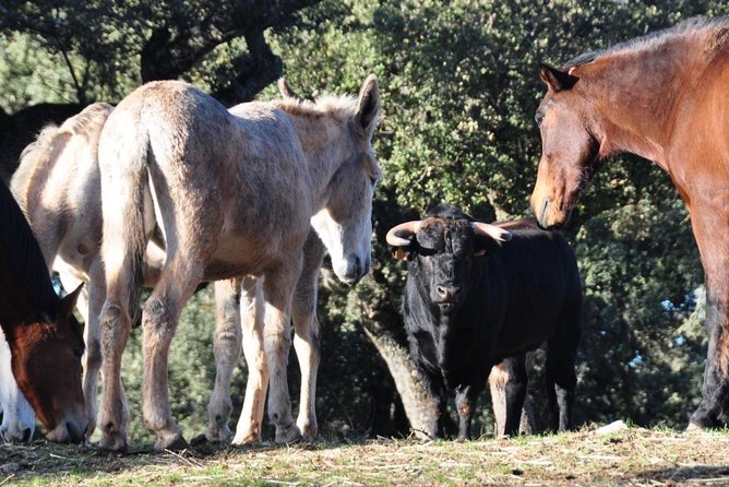 Visita Entre Toros y Caballos - What You’ll See: Bulls, Horses, and Pasture Life in Motion