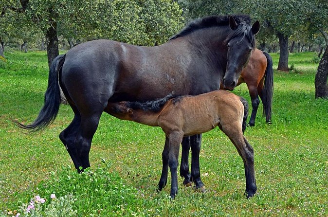 Visita Entre Toros y Caballos - A Property Tour Through Centenary Holm Oaks and Biosphere Reserve Land