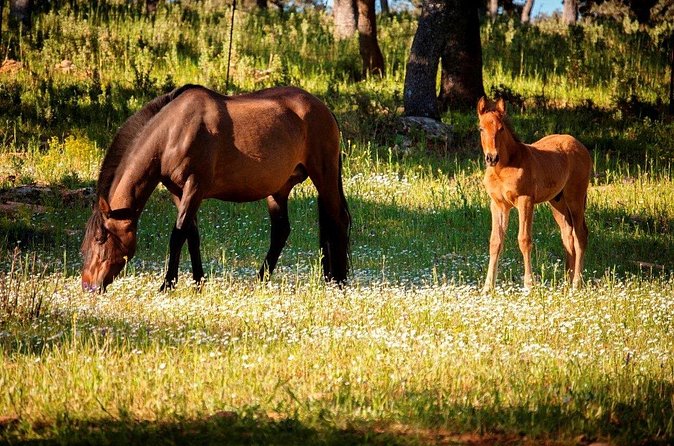Visita Entre Toros y Caballos - The Stables and the Bullfighting Training Ring